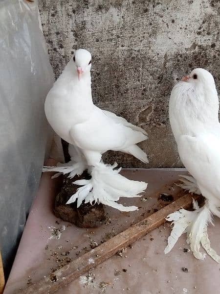 fancy pigeon German and pamorian 19