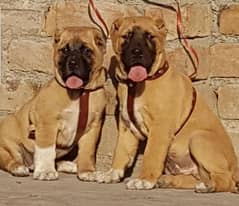 kurdish Kangal dog pair 2 month for sale