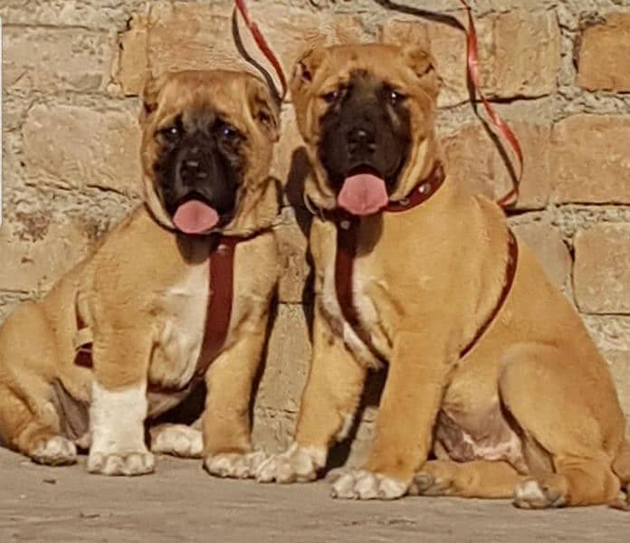 kurdish Kangal dog pair 2 month for sale 0