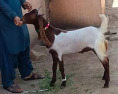 Bakry sale for all qurbani 2024