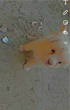 Russian puppy for sale