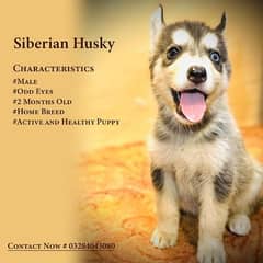Siberian Husky Puppies 0