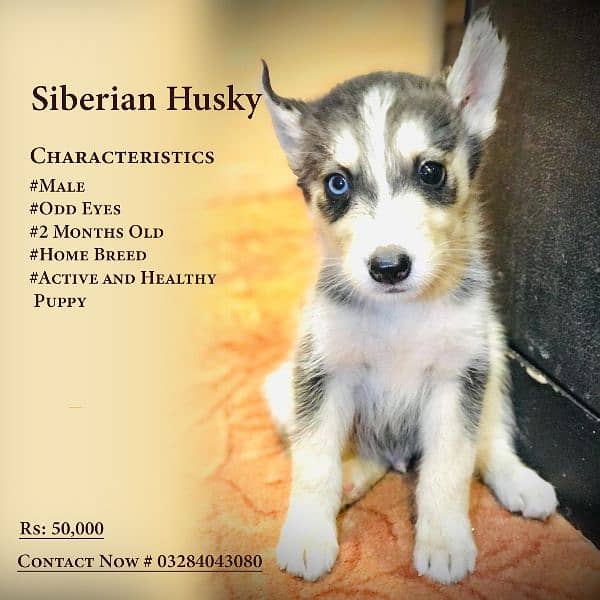 Siberian Husky Puppies 1