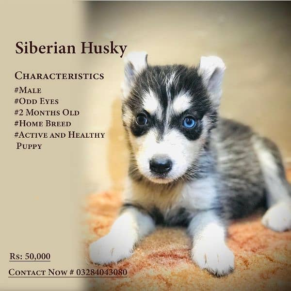 Siberian Husky Puppies 2