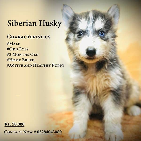 Siberian Husky Puppies 3