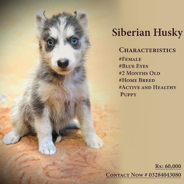 Siberian Husky Puppies 4