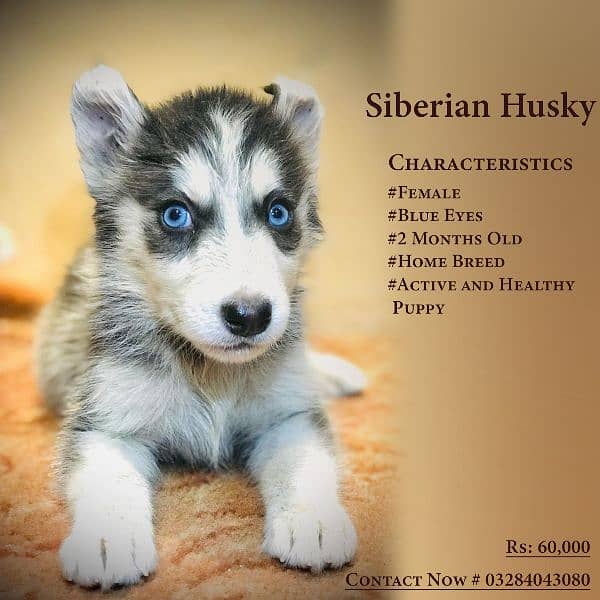 Siberian Husky Puppies 5