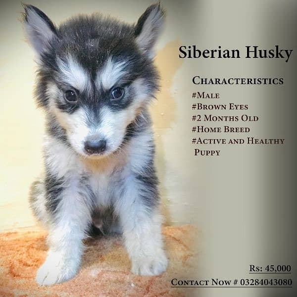 Siberian Husky Puppies 7