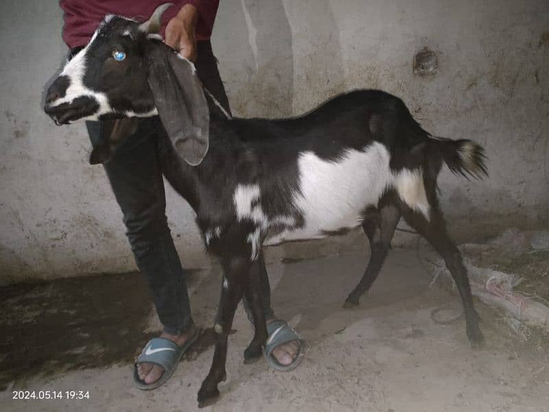 4 Desi Goats for sale 3