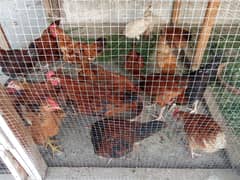 Chicken hens desi number ( 0331-2129957)