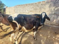 Cow for Sale 0