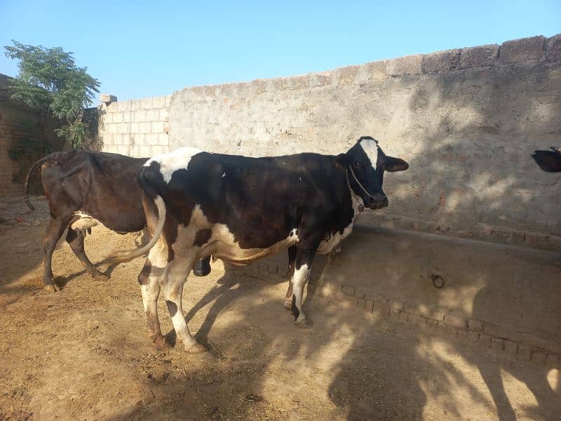 Cow for Sale 1