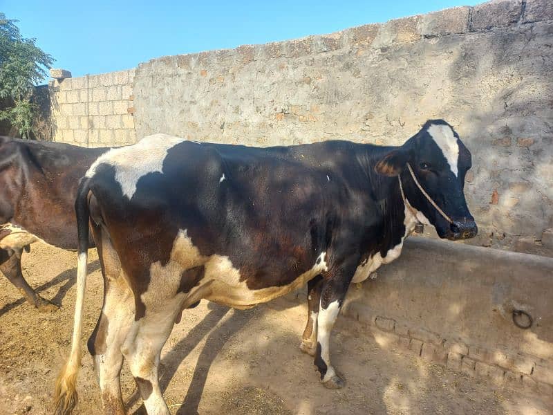 Cow for Sale 2