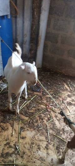 goat 3