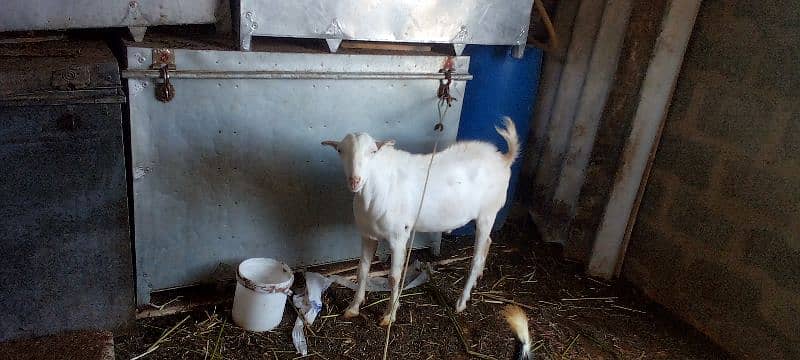 goat 3 1