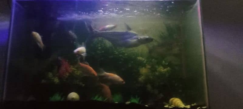 fishes for sale. pair of shark , koi fish, gold fish 0