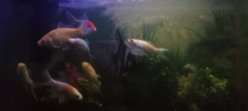 fishes for sale. pair of shark , koi fish, gold fish 3
