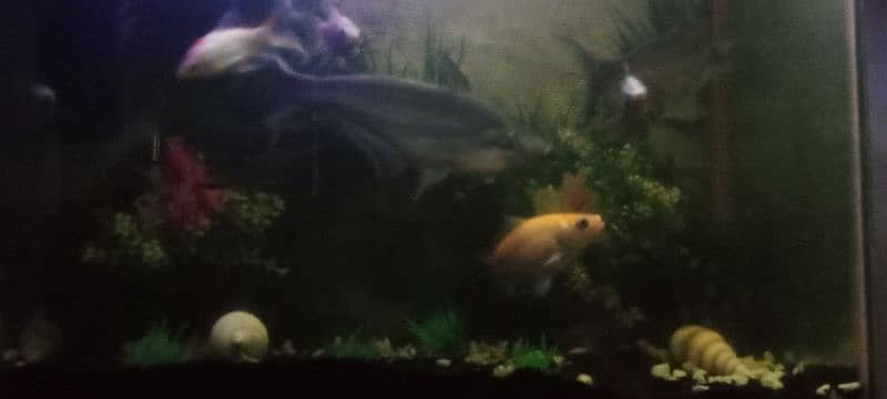 fishes for sale. pair of shark , koi fish, gold fish 5