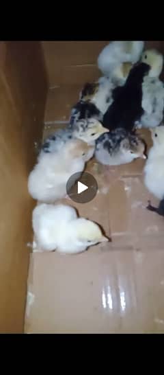 Turkey chicks for sale
