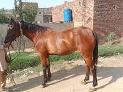 Tharo breed for sale Riding tran breeding ki acchi hi