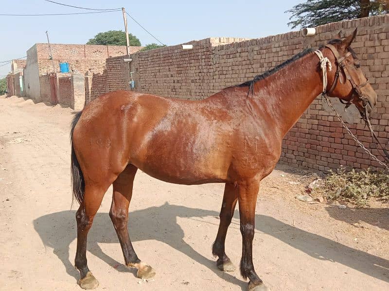 Tharo breed for sale Riding tran breeding ki acchi hi 1