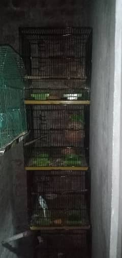4 portion cage for parrots