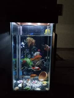 Fish Aquarium with 4 pairs fishes