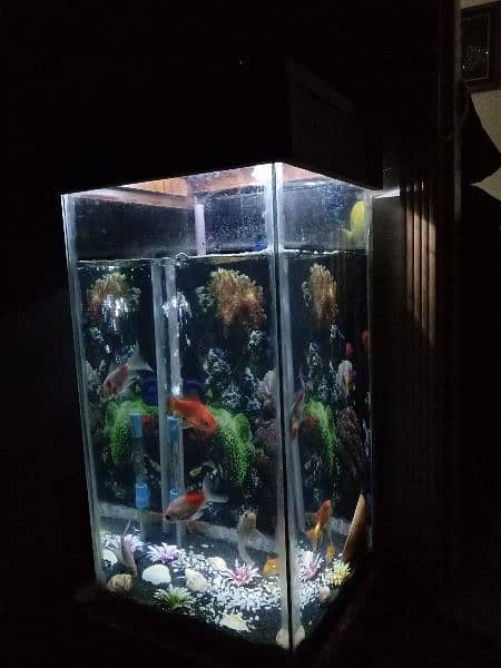 Fish Aquarium with 4 pairs fishes 1
