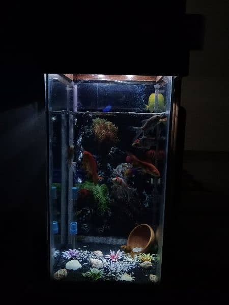 Fish Aquarium with 4 pairs fishes 2