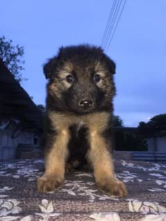 German shapherd puppy for sale