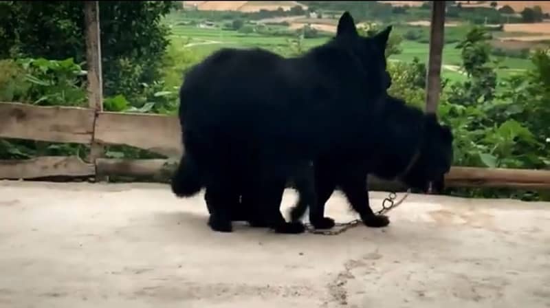 German Shepherd Black Puppies Pair 40 days Age 0
