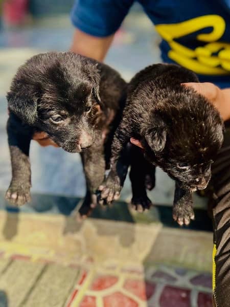 German Shepherd Black Puppies Pair 40 days Age 1