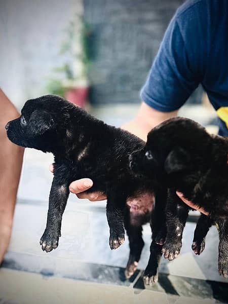 German Shepherd Black Puppies Pair 40 days Age 2
