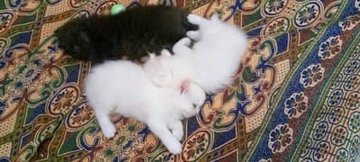persian cat babys for sale