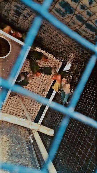 heera Aseel, lovebirds(Green fishers, blue fisheri common lutino) 2
