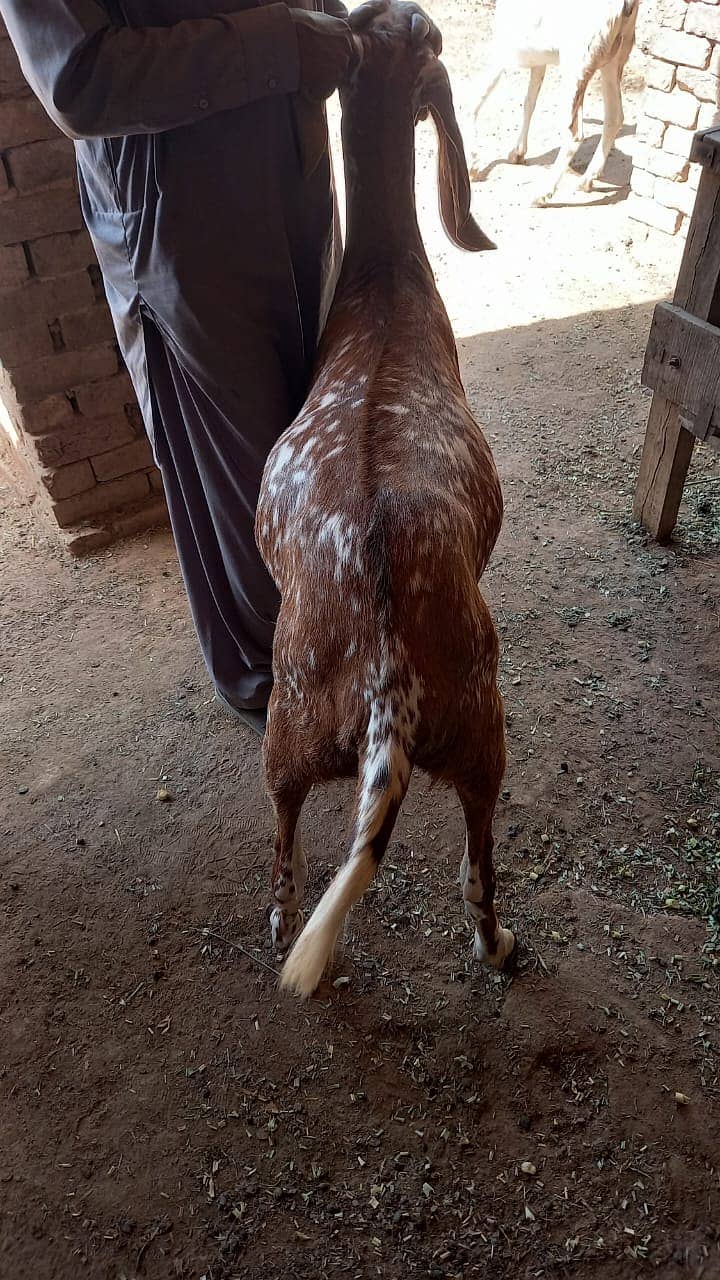 Goats for qurbani 5