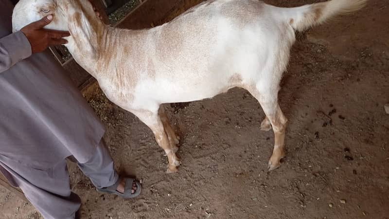 Goats for qurbani 3