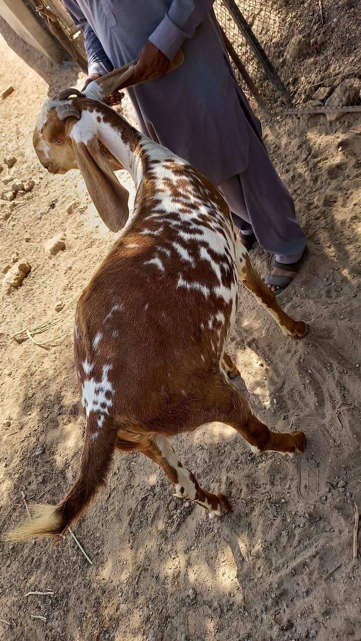 Goats for qurbani 9
