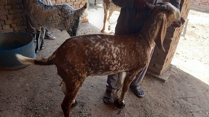 Goats for qurbani 14