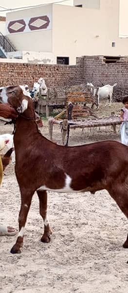 Goats for qurbani 15