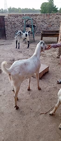 Goats for qurbani 16