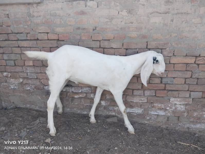 Goats for qurbani 1