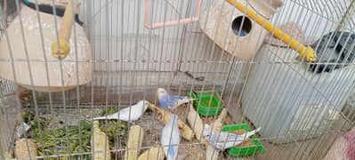 Australian parrots with cage