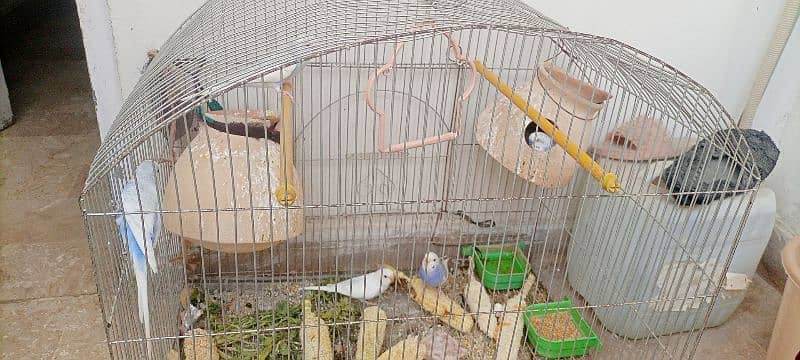 Australian parrots with cage 1