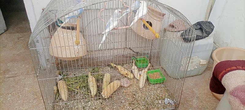 Australian parrots with cage 2