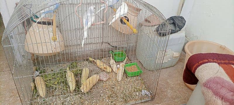 Australian parrots with cage 3