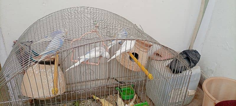 Australian parrots with cage 5