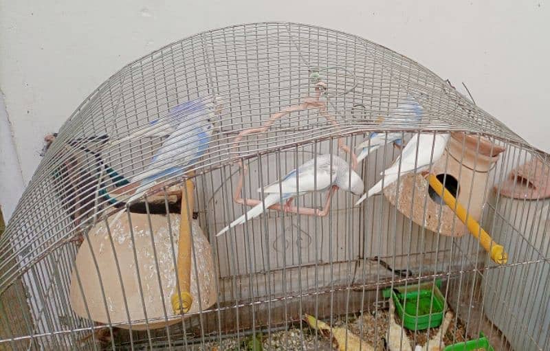 Australian parrots with cage 6