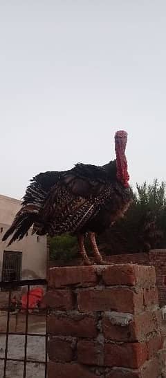 turkey bird forsale whatsapp num 03188626070