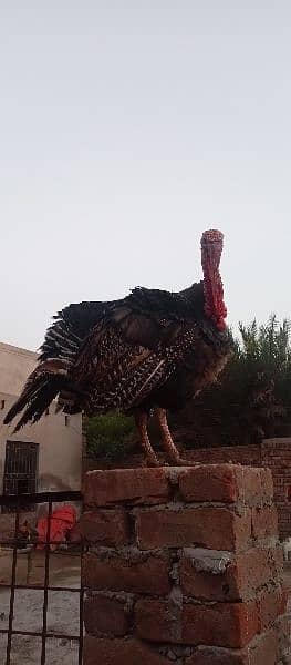 turkey bird forsale whatsapp num 03188626070 0